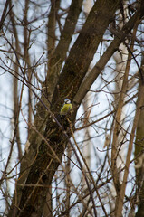 Blue Tit