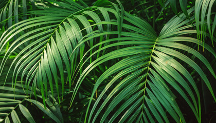 Natural background with green leaves of exotic palm. Botanical garden. Summer season.