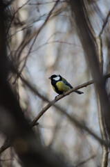 Titmouse on a branch