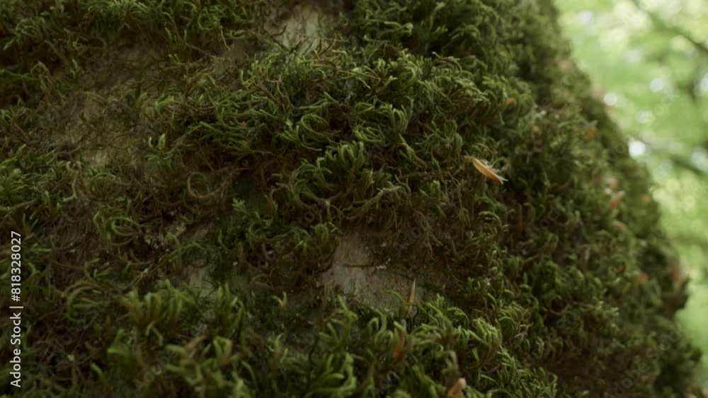 Poster a detailed view of green moss growing on the bark of a tree with daylight filtering through the fore