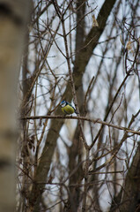 Fototapeta premium Blue Tit
