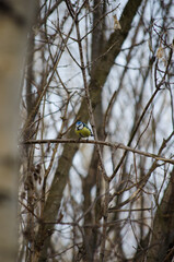 Blue Tit