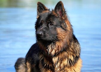 german shepherd dog © Kris