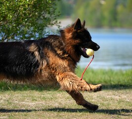 german shepherd dog © Kris