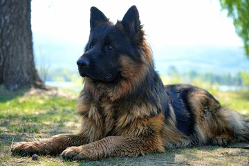 german shepherd dog