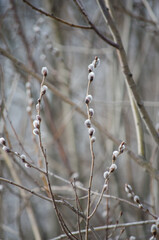 Willow twig
