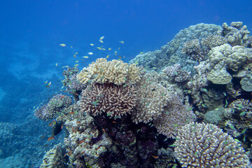 Colorful, picturesque coral reef at the bottom of tropical sea, hard corals and fishes Chromis, underwater landscape