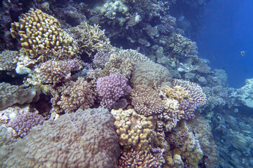 Colorful, picturesque coral reef at the bottom of tropical sea, hard corals, underwater landscape
