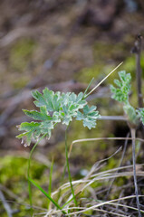 Green Leaf