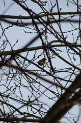 Greenfinch