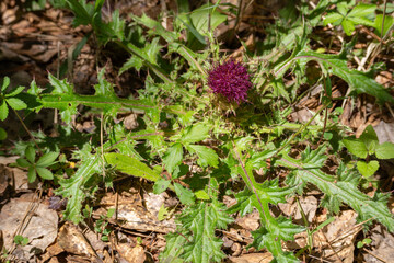 A deep purple variation of Bristle thistle, Cirsium horridulum, in the Tuskegee forest in Alabama. The circular pattern of spiny leaves and the flower are visible from above.