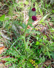 A deep purple variation of Bristle thistle, Cirsium horridulum, in the Tuskegee forest in Alabama. Shows the basal leaves, stem leaves, and flowers.