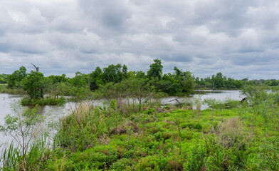 Obraz premium Elm Lake from an the nature viewing platform in Brazos Bend State Park, Texas,. Aquatic plants and grasses from islands in this semi-open lake wetland with transitional marshlands.