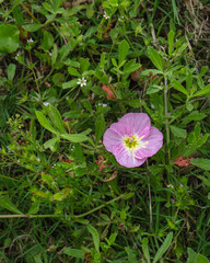 A deep pink blossom of the Pink Evening Primrose, Oenothera speciosa. Yellow and white center. Details flower head and texture.