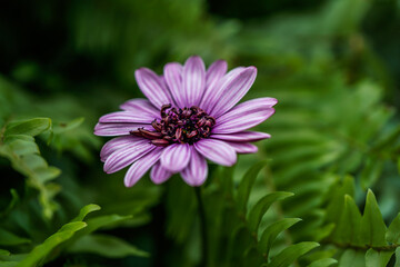 Fototapeta premium Single Osteospermum, Berry White flower growing in an outdoor garden space. Purple, pink flower. Close up image. Greenery in the background.