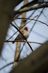 Songbird