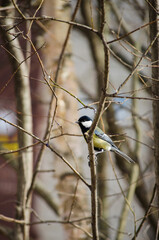 Titmouse on a branch
