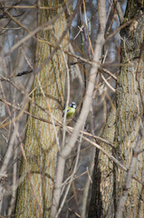 Blue Tit