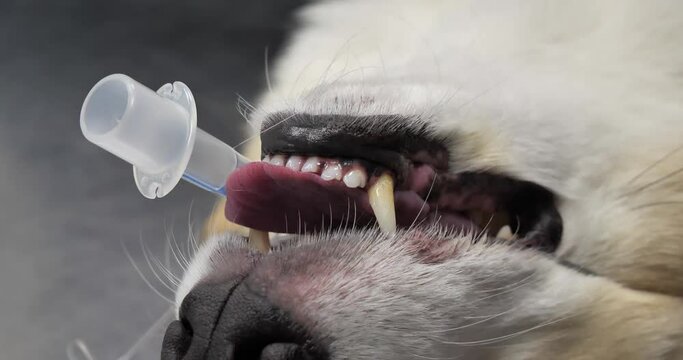 An intubated dog lies under anesthesia at the operating room in a veterinary clinic surgery. Close-up of a dog ready to begin an operation in surgery. Concept of the face of a dog under anesthesia.