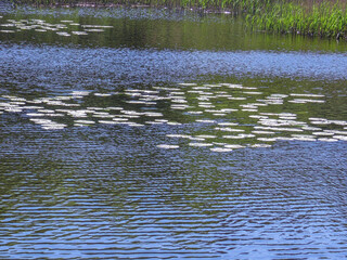 Poznań, the Cybina River valley, Olszak, view of the pond with lush vegetation in the rays of the spring sun