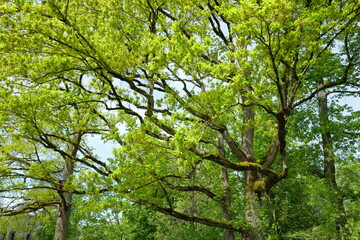Canopée française (divers arbres)