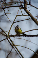 Blue Tit