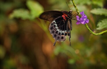 Close-Up Of A Butterfly