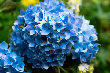 Hydrangea Bush Blooming Flowers in Spring Garden