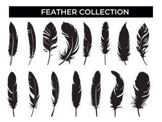 Collection of Black Feathers on White Background