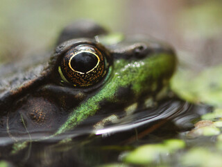 Close up photo of a small Mink Fog laying in a mucky pond.