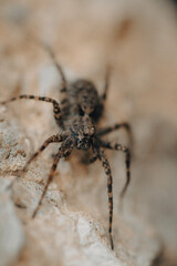 Close up photo of a Wolf Spider on a rock