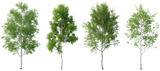 Tropics lush trees shapes for landscaped on transparent backgrounds 3d illustrations png
