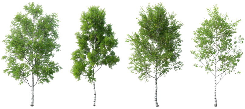 Tropics lush trees shapes for landscaped on transparent backgrounds 3d illustrations png
