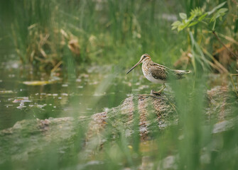 Common Snipe rests on-top of a log on the bank of a river.