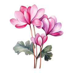Obraz premium Cyclamen, Tropical Flower Illustration. Watercolor Style. AI Generated