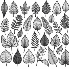 a collection of leaves and plants with the words leaves on them set of different leaves