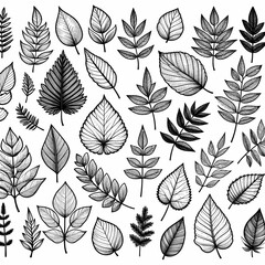 Fototapeta premium a collection of leaves and plants with the words leaves on them set of different leaves