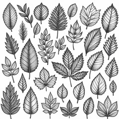 a collection of leaves and plants with the words leaves on them set of different leaves