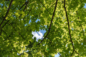 Looking up at the trees in a forest with the sun shining through the leaves, sustainability