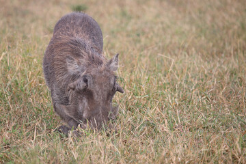 Fototapeta premium Warzenschwein / Warthog / Phacochoerus africanus