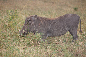 Warzenschwein / Warthog / Phacochoerus africanus