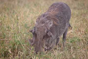 Warzenschwein / Warthog / Phacochoerus africanus