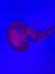 Close-up of a jellyfish at an aquarium, with a see-through body and tentacles trailing, in...