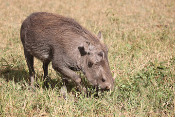 Warzenschwein / Warthog / Phacochoerus africanus