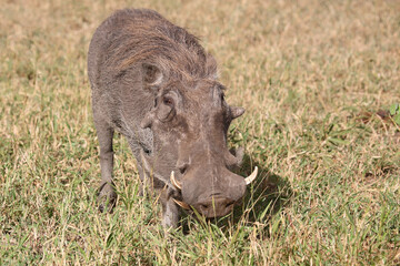 Warzenschwein / Warthog / Phacochoerus africanus