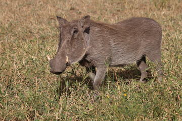 Warzenschwein / Warthog / Phacochoerus africanus