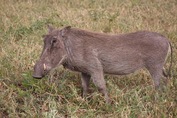 Warzenschwein / Warthog / Phacochoerus africanus