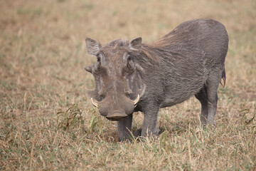 Warzenschwein / Warthog / Phacochoerus africanus