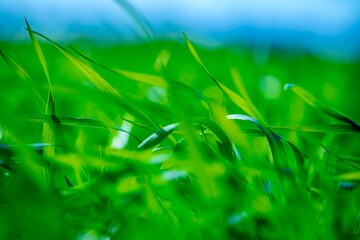 green young wheat plants on the windy field under blue sky 