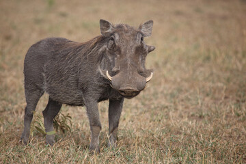 Warzenschwein / Warthog / Phacochoerus africanus